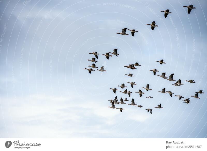 Grey geese flock in flight grey geese Flight of the birds Flock of birds Migratory bird Exterior shot Group of animals bird migration Sky Nature