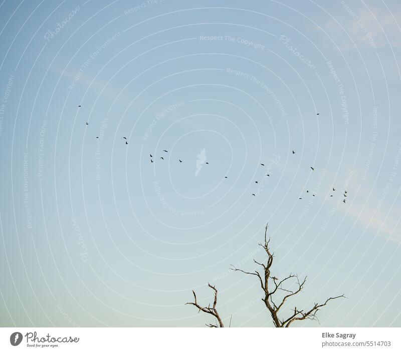 Flock of birds in morning sky Sky Exterior shot Migratory bird Nature Group of animals Flying Flight of the birds Animal Formation flying naturally