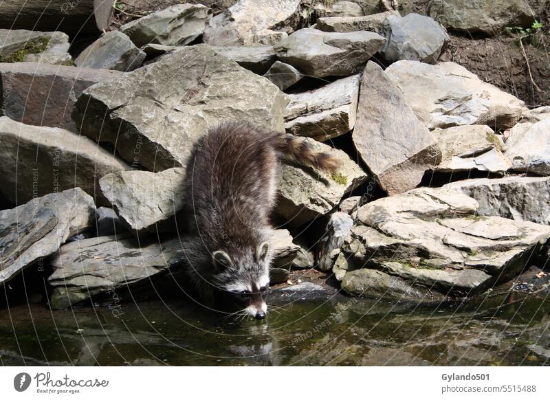 A racoon is drinking at a pond adorable animal background beautiful brown cute drinking racoon drinking water environment forest furry gray mammal material