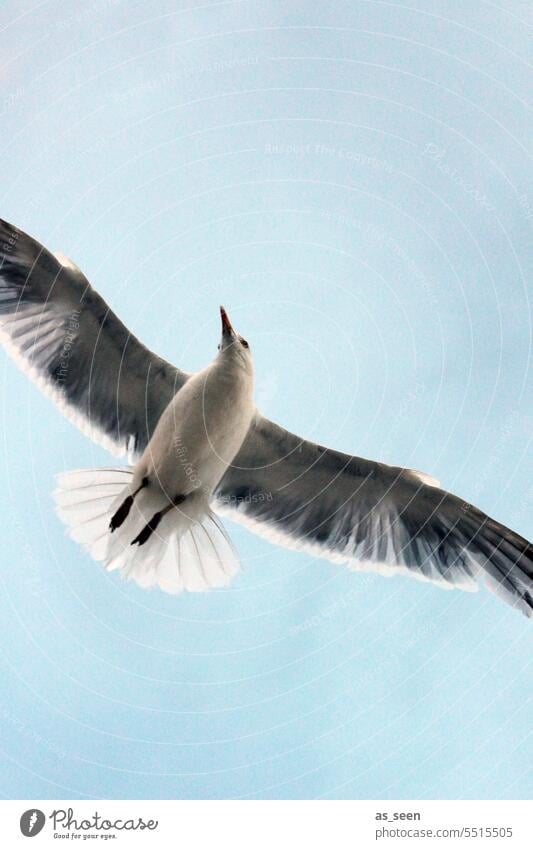 seagull Bird Grand piano Worm's-eye view Flight of the birds Beak Partially visible feathers heavenly Bird's tail Animal Flying Sky Nature Exterior shot plumage