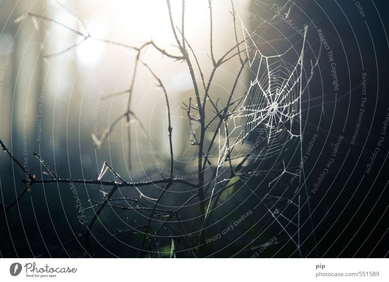 network operators Nature Sunlight Autumn Beautiful weather Branch Forest Spider's web Dark Creepy Fear Dangerous Trap Net Animal Insect Colour photo