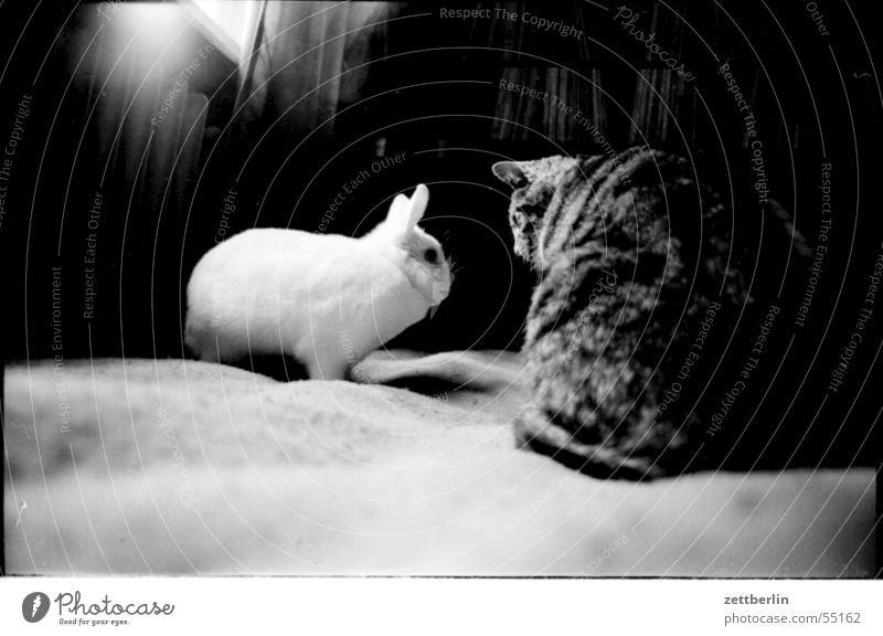 meetings Animal Fur-bearing animal Cat Hare & Rabbit & Bunny Encounter Compromise Looking Meeting 2 Interior shot Black & white photo Domestic cat Date