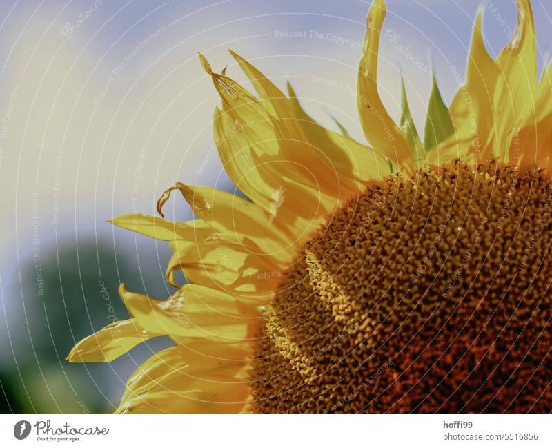 one quarter sunflower with lambent flame arrow petals Sunflower Blossom leave Yellow Blossoming pretty Agricultural crop colourful Bright Sunlight Plant Flower