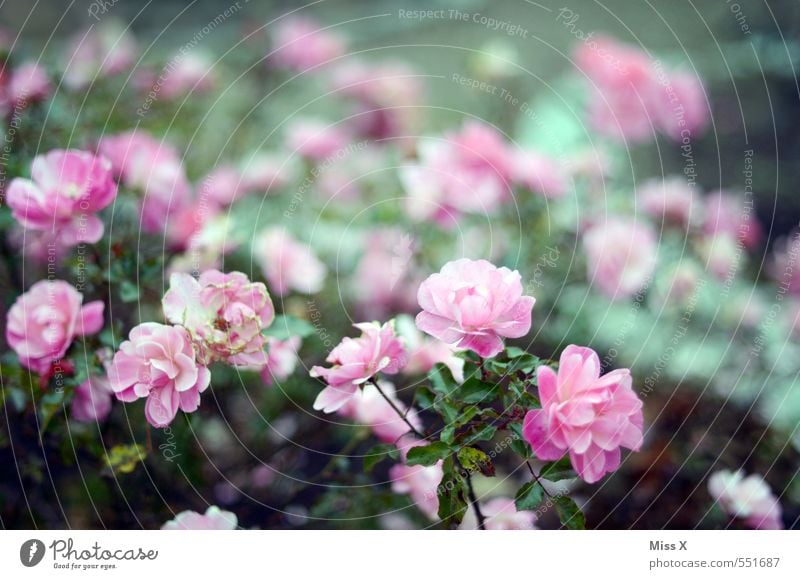 roses Garden Spring Summer Flower Rose Blossoming Fragrance Pink Rose blossom Rose plants Colour photo Exterior shot Deserted Copy Space top