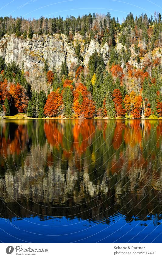 Mountain lake with autumn forest and rock wall in background Autumn autumn colours Nature Hiking Exterior shot Leisure and hobbies Black Forest variegated