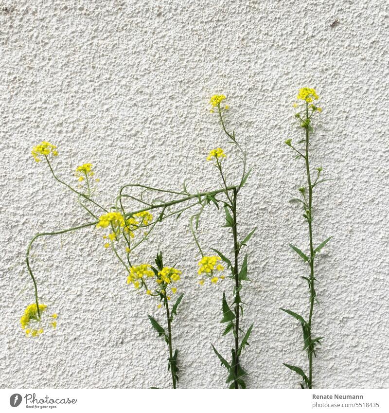 Yellow flowering wild plant on house wall Wild plant Weed weed Blossom blossom Plant Nature Flower Summer Spring Exterior shot naturally Environment White Green