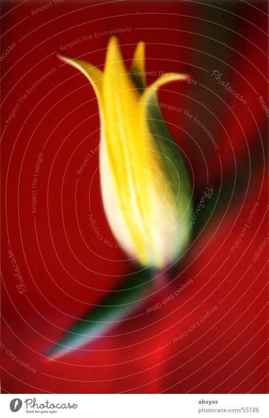 Tulips Red - Spring Greetings Plant Flower Blossom Blossom leave Yellow Green Intensive Beautiful Macro (Extreme close-up) Nature Detail Multicoloured colored