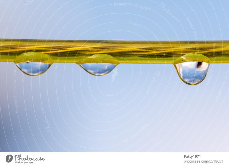 Three raindrops hanging on yellow clothesline against blue sky. Macro shot. Yellow Close-up Macro (Extreme close-up) Sky Blue Hang three