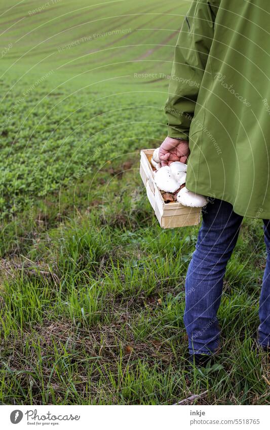 mushroom picker Exterior shot Margin of a field Field Meadow acre Basket mushrooms edible mushrooms amass Green naturally Mushroom Autumn Edible Colour photo