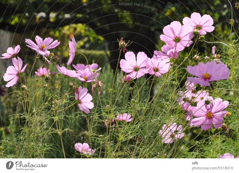 Cosmea flowers glow pink in late summer sunshine Cosmos yearlong Pink pretty Esthetic Cosmos bipinnatus Plant Nature blossom Flower naturally cosmetics Blossom