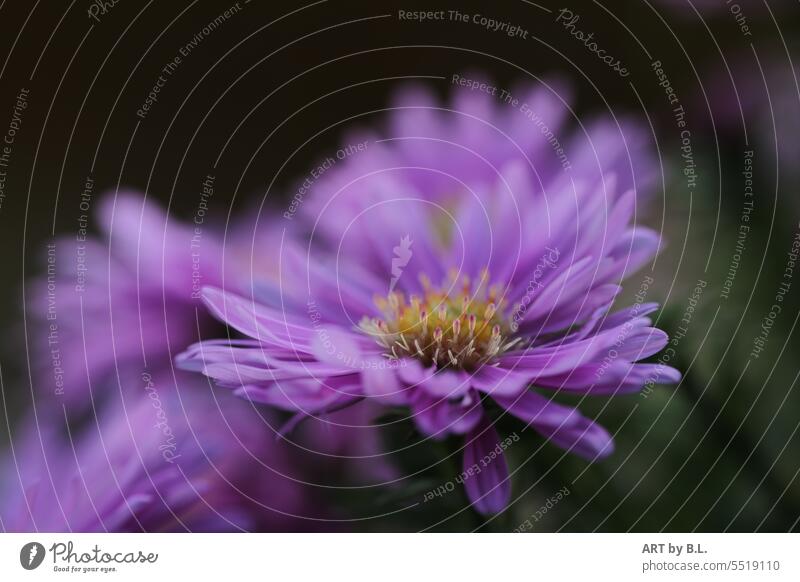 Purple chrysanthemum Flower Blossom flourished Contrast Chrysanthemum Autumn Season Yellow centred floral