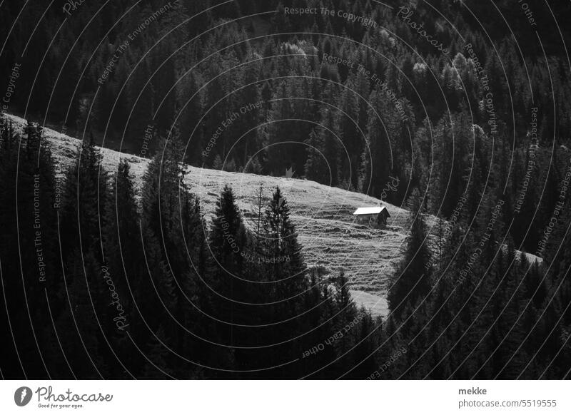 Lonely in the mountains Alpine hut clearing Alpine pasture Forest Meadow Barn Loneliness Mountain Grass Alps Hiking Vacation & Travel Mountain pasture Nature