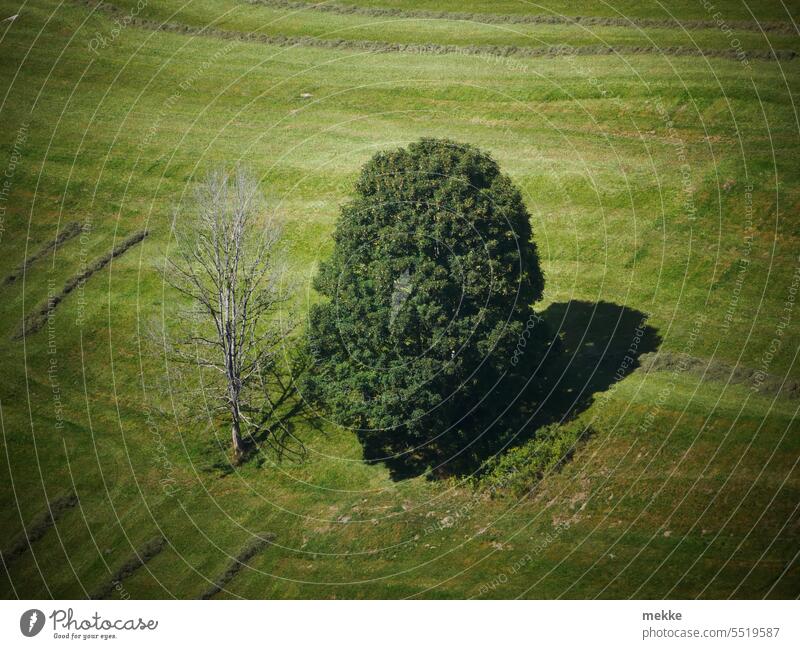 an unequal couple Tree Couple trees duo two uneven Old youthful Nature Life Landscape dead Bleak Side by side age difference side by side Green Summer