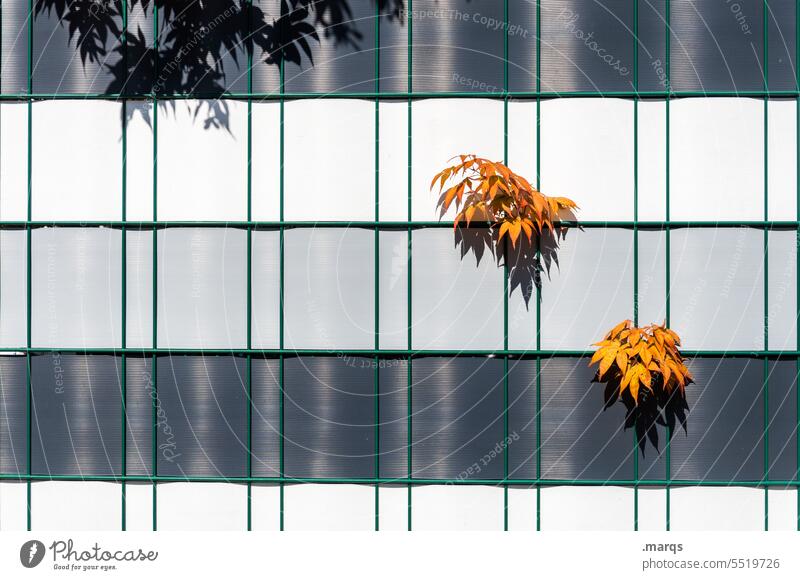 Autumn prevails Fence Growth renaturation Transience leaves proliferate foliage Seasons Change Assertiveness Autumn leaves Wall (building) White Gray Orange