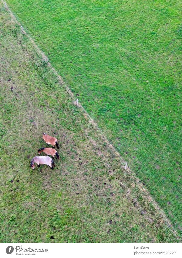 Lawn mower- 3 horses grazing in a pasture Meadow Willow tree Grass graze Green Horse Animal Landscape Farm Field Rural