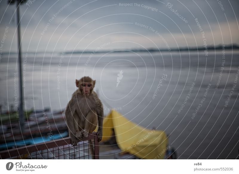 Waiting for Godot Water Sky River Fishing boat Animal Wild animal Monkeys Observe Think Looking Sit Brash Cold Moody Attentive Watchfulness Serene Patient Calm