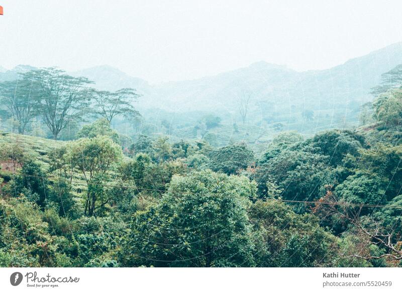 a green landscape with trees and hills - a Royalty Free Stock Photo from  Photocase