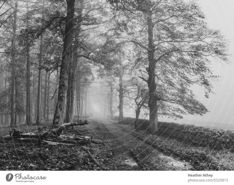 Black and white image of a track through a misty woodland in autumn trees black and white nature environment country countryside weather fog fall season logs