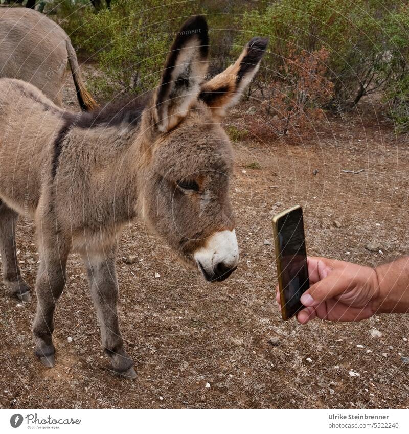 Baby donkey examines his photo on cell phone Donkey young animal Donkey cub Animal Mammal Animal portrait Cute Farm animal Curiosity Looking Animal face