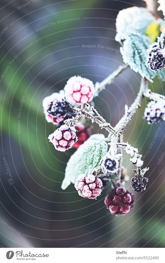 ice cold blackberries Blackberry Berries Berry bush bush berries Frost chill Hoar frost fruits forest fruits Forest plants wild berries Cold shock coldly caught