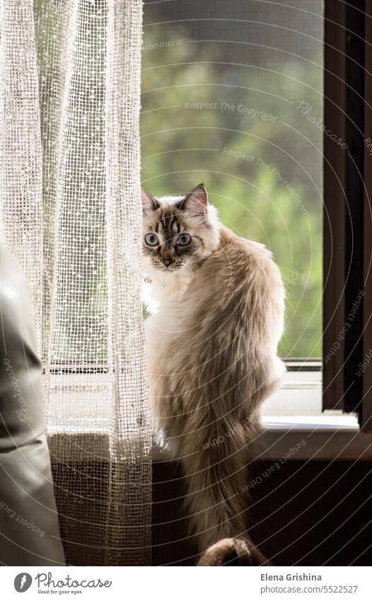 A beautiful white cat sits on the window. The Nevskaya Masquerade breed of cat is a rare and exotic feline with a unique appearance. nevskaya masquerade blue