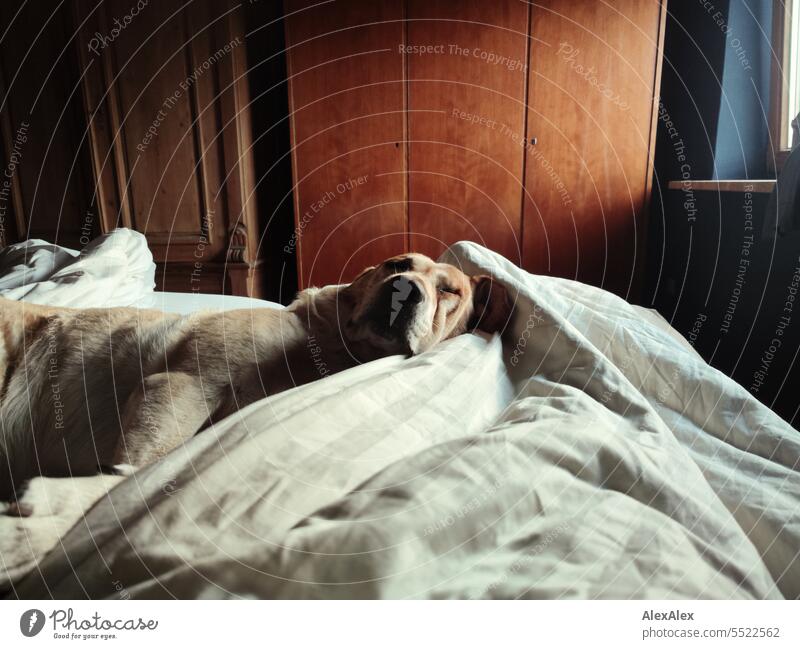 Blonde Labrador lying relaxed in a bed on the bedspread and dozing a little bit Dog blond Labrador Pet Love of animals Mammal Pelt retriever animal portrait