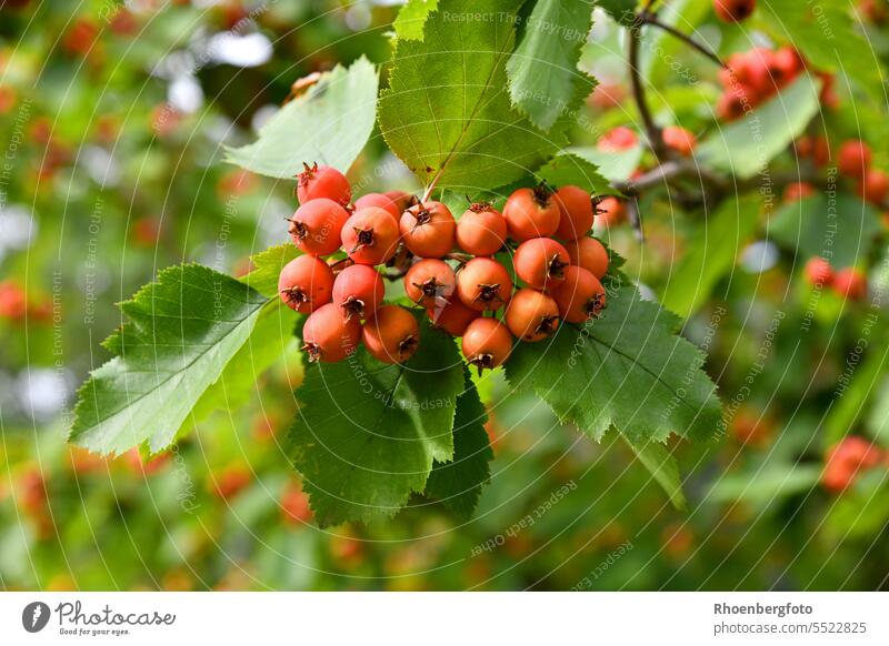 Scarlet hawthorn with red fruits found on Wilhelma in Stuttgart scarlet hawthorn Hawthorn scarlet fever Red Tree shrub Hedge Nature August Berries scarlet thorn