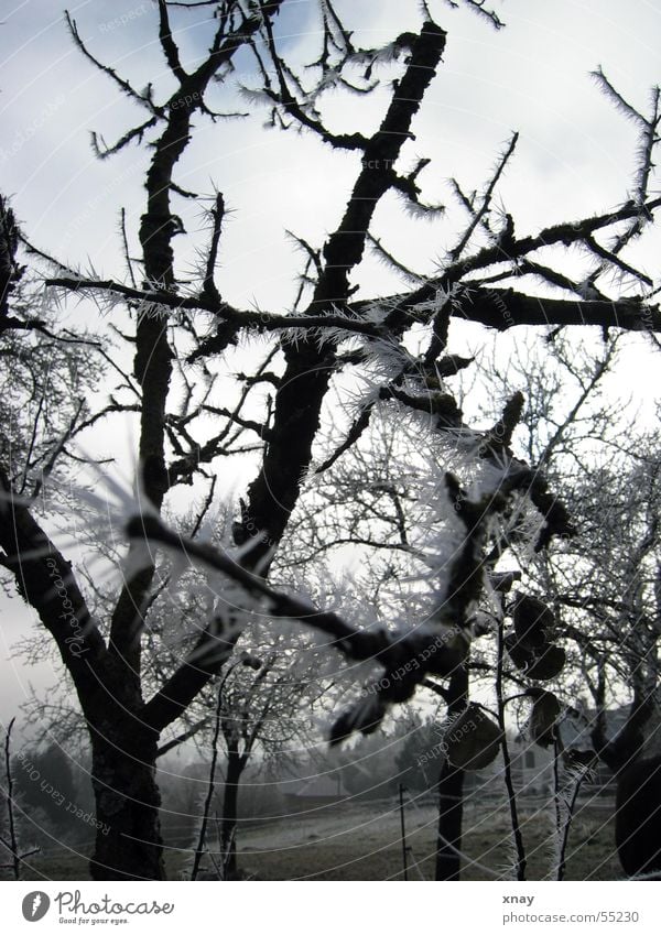 ice needles Cold Winter Thorny Ice Frost Hoar frost