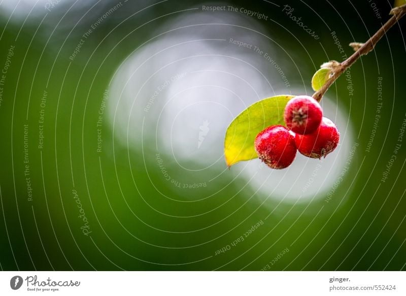 Red pompons Environment Nature Plant Autumn Beautiful weather Bushes Green bokeh Whorl Fruit Berry bushes Berries Twig 3 light and dark Seed head Hang Small
