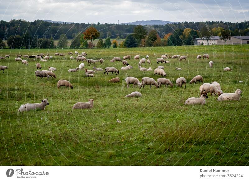 Large flock of sheep in autumn on a huge meadow directly on the