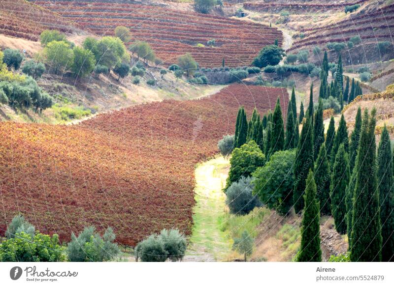 there's port Vine hilly Hill Steep off Growth Slope Rural Wine village wine route Agricultural crop reddishly Orange Green viticulture vines series