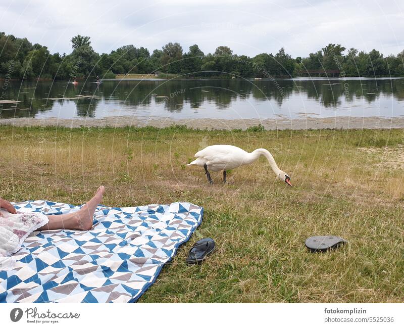 Swan approaches a picnic blanket and its inhabitants Blanket Lake Feet Sandals Picnic blanket Animal Bird Water Swimming & Bathing Humans and animals