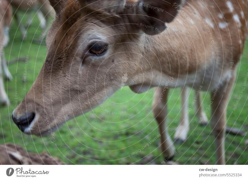 Animal - Deer Roe deer Nature Exterior shot Colour photo naturally