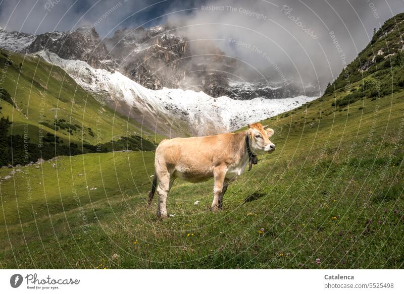 A cow on the mountain pasture Summer daylight Beautiful weather Nature Day Environment Rock Sky mountains Peak Landscape Clouds Alps Mountain Vacation & Travel