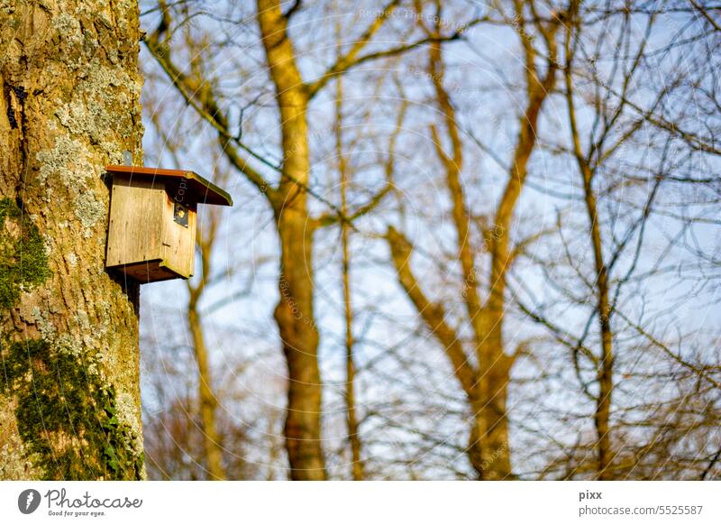 Nesting box on a tree in the sunny autumn or winter Tree trees Wood Autumnal autumn sun Winter Winter's day Winter sun To go for a walk stroll Forest Forestry