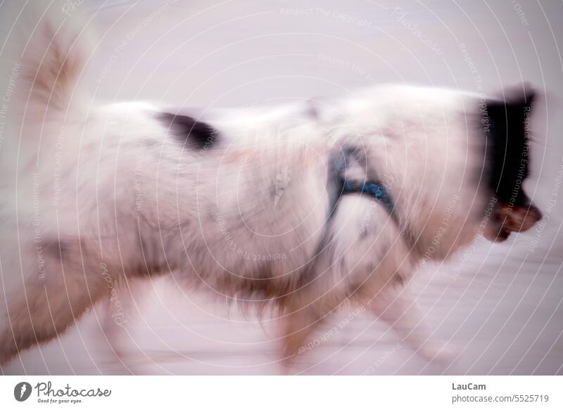 Moving dog Dog Movement Walking To go for a walk Walk the dog Pet Dog Run go out with the dog blurred Resharpening frisky great Freedom Animal Mammal