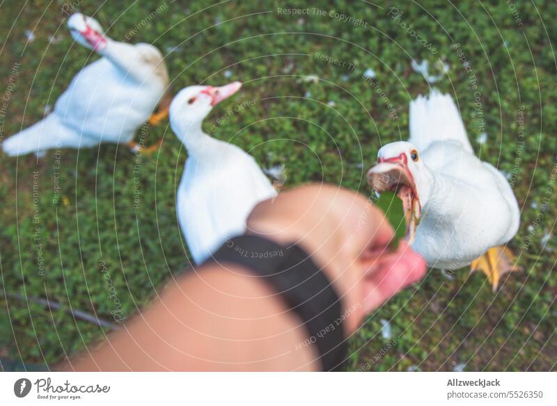 A brave goose lets itself be fed by hand with a leaf while it is eyed greedily and enviously by two other geese Goose animals Animal group gang Clique White
