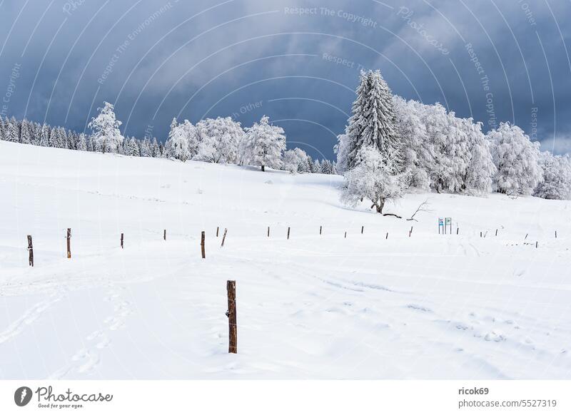 Landscape in winter in Thuringian forest near Schmiedefeld am Rennsteig Winter Snow Thueringer Wald Tree Forest Nature Sky Clouds Blue White Frost Cold off