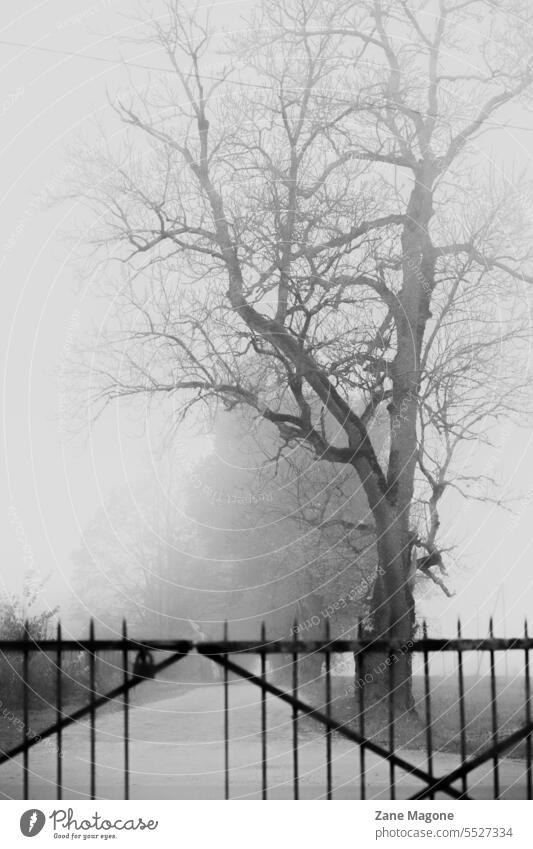Foggy scene with spooky tree, closed road foggy Foggy landscape Closed halloween scary phase sad lonely depression darkness mist misty mystery outdoor
