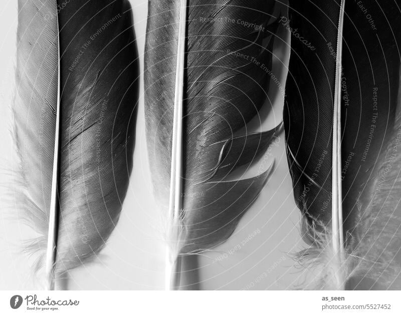 Light as a feather - black and white photo of two white feathers with water  droplets - a Royalty Free Stock Photo from Photocase
