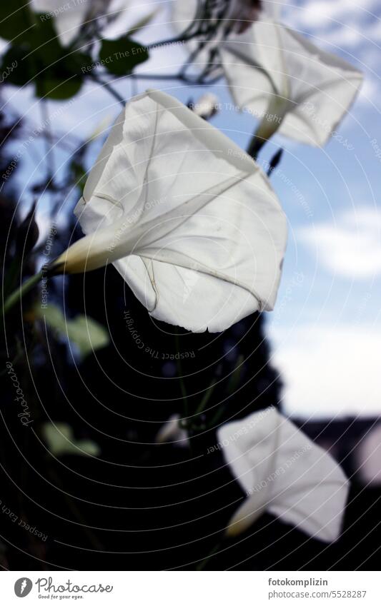 white bindweed creeper Creeper Wild from below romantic Easy transparent Flower Morning glory blossoms White Delicate Blossoming Worm's-eye view Tendril Romance