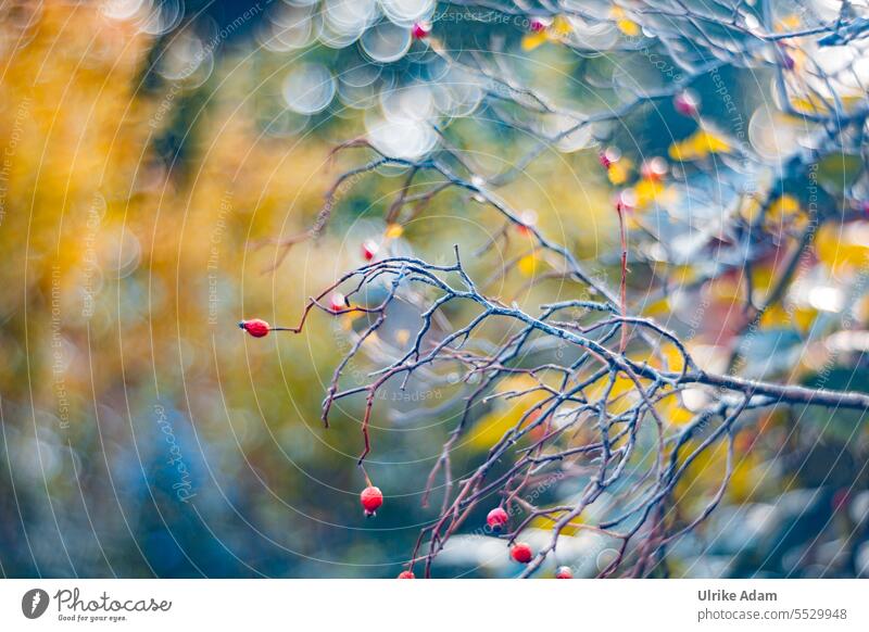 Autumn colors - rosehips on a glitter bokeh, taken with an old glass lens Rose hip blurriness Back-light Sunlight Exterior shot Vitamin-rich naturally Red Green