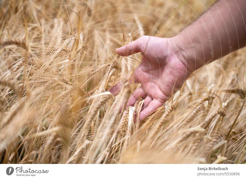 Ripe for harvest - man driving hand through ripe wheat in field Grain Wheat food Nutrition Hand Man Harvest test Thanksgiving Ear of corn Food Summer