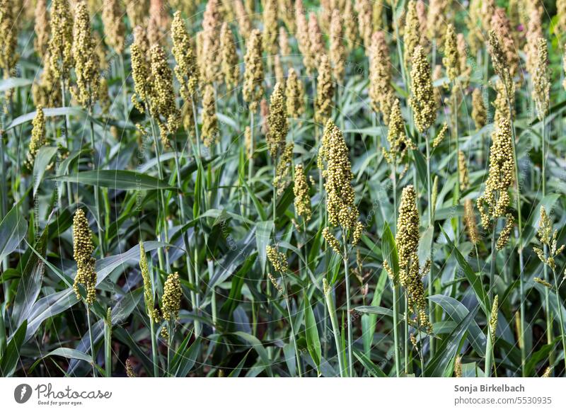 Millet in the field Agriculture food vegan Nutrition Domestic Field acre Crops Grain Grain field Summer Nature Agricultural crop Harvest Food Growth Landscape