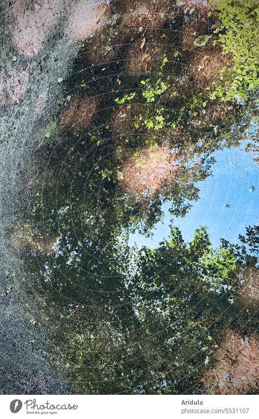 Light play on sandy path with puddle reflecting green trees and blue sky off Puddle Tree Reflection Wet Sunlight sunlight Green leaves Rain Sky