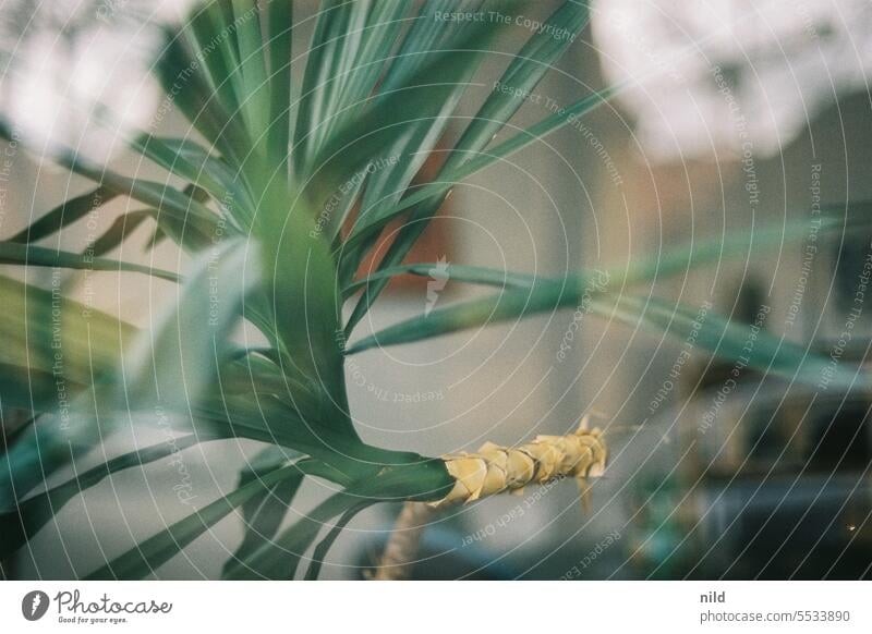 Purely plant-based - the yucca at the window Nature pretty Close-up bokeh close up Analogue photo Kodak Palm tree Palm frond Botany Plant Plant zoo Green