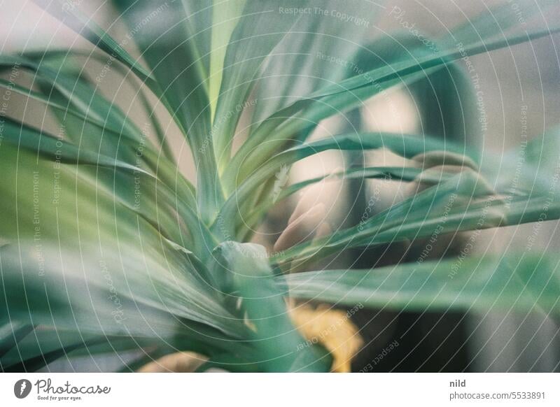 Purely plant-based - the yucca at the window Nature pretty Close-up bokeh close up Analogue photo Kodak Palm tree Palm frond Botany Plant Plant zoo Green