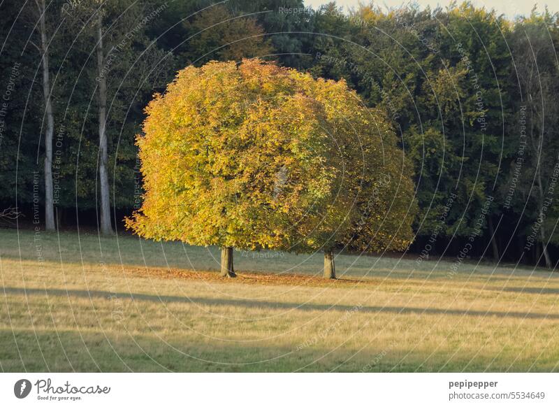 Siamese twins - two trees offset in perspective, giving the impression that it is one tree with two trunks. Tree siamese twins Nature Forest Landscape