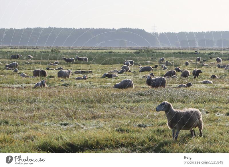 Sheep in the morning ... Flock Many Willow tree Meadow bog meadow Ochsenmoor Landscape Nature Environment Animal Farm animal Herd Exterior shot Group of animals