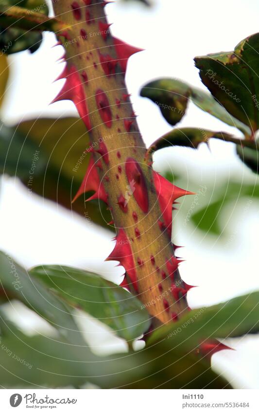 Wide land l eye catching red rose spikes Nature Garden Plant pink rose bush partial view Rose branch Close-up prickles Red Illuminated Sunlight Dangerous